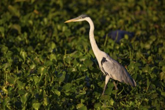 Cocoi Heron (Ardea cocoi) Pantanal Brazil