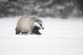 Badger in the snow, Wittlich, Rhineland-Palatinate, Germany, Europe