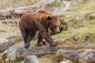 A young male brown bear (Ursus arctos arctos), soaked from bathing in a stream, runs over hilly