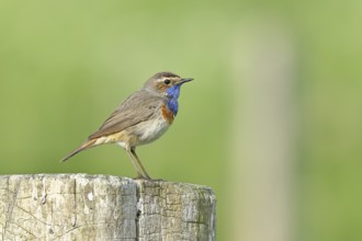 Bluethroat (Luscinia svecica cyanecula), male, on a pasture fence post, wildlife, Lembruch, Ochsen