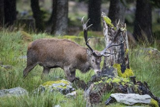Red deer (Cervus elaphus) Rutting behaviour captive Germany