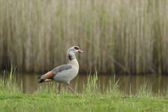 Egyptian goose (Alopochen aegyptiaca), male standing at the edge of a pond, Texel, West Frisian