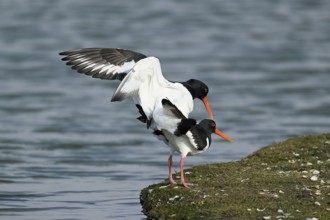Oystercatcher (Haematopus ostralegus), mating, Texel, West Frisian Islands, province of North