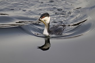 Slavonian grebe (Podiceps auritus), adult, in a white plumage, winter plumage, swimming with a fish