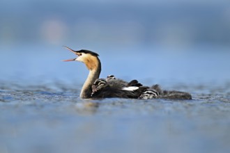 Great Crested Grebe (Podiceps scalloped ribbonfish), with two chicks in plumage and swimming in