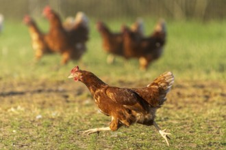 Chicken running in a meadow, more chickens in the background, lively atmosphere, domestic chicken,
