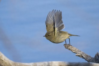 A chiffchaff (Phylloscopus collybita) flies with outstretched wings from a branch against a blue