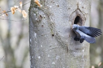Stock Dove (Columba oenas) at Black Woodpecker Cave Germany