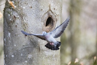 Stock Dove (Columba oenas) at Black Woodpecker Cave Germany