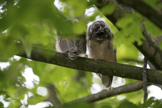Long-eared owl (Asio otus), two young birds, nest fledglings, Bottrop, Ruhr area, North