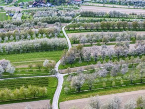 Spring near Sasbach in the Achertal in the Ortenau district. Orchards in bloom.Sasbach,
