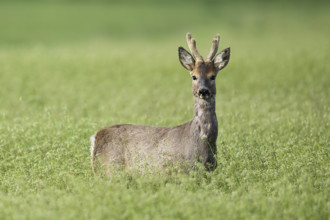 Roebuck (Capreolus capreolus), standing in a grain field, Lake Neusiedl National Park, Seewinkel,