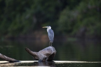 Cocoi Heron (Ardea cocoi) Pantanal Brazil