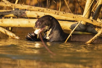 Giant otter (Pteronura brasiliensis) Pantanal Brazil