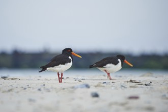 Eurasian oystercatcher (Haematopus ostralegus) on the beach, Düne, Helgoland, Schleswig-Holstein,