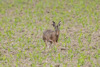 European hare (Lepus europaeus) Germany