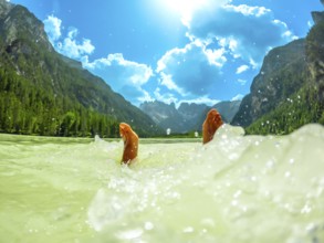 Feet of a tourist splashing in the turquoise water of lago di landro or durrensee lake, with the
