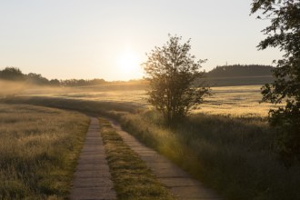 Field path between meadows and grain field with morning mist at sunrise, Bischofswerda, Saxony,