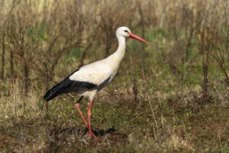 A stork walking through a green meadow in a natural landscape, White stork (Ciconia ciconia),