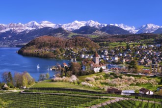 View of Spiez with castle, blossoming cherry trees and Lake Thun, with snow-covered Bernese Alps in