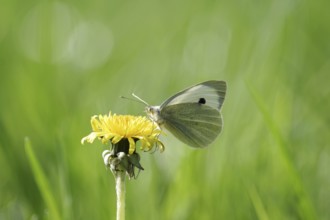 Cabbage butterfly (Pieris brassicae), butterfly, dandelion, flower, meadow, colourful, The Cabbage