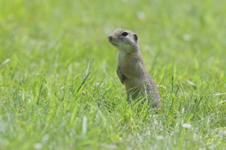 European ground squirrel (Spermophilus citellus) standing upright in a meadow, Burgenland, Austria,