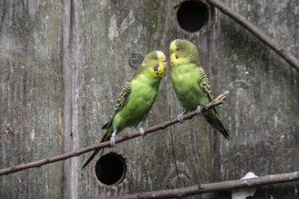 Budgerigars (Melopsittacus undulatus), Lower Saxony, Germany, Europe