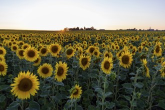 Field with sunflowers (Helianthus annuus) in bloom at sunset, near Priestewitz, Saxony, Germany,