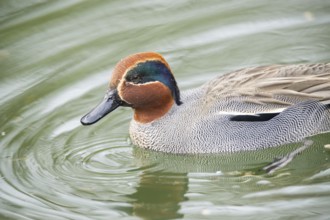 Eurasian teal (Anas crecca) male swimming in a lake, Bavaria, Germany, Europe