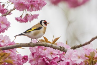 Goldfinch (Carduelis carduelis) on a branch full of pink cherry blossoms in a spring-like setting,