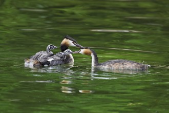 Great Crested Grebe (Podiceps Scalloped ribbonfish), pair feeding a chick with fish, swimming in