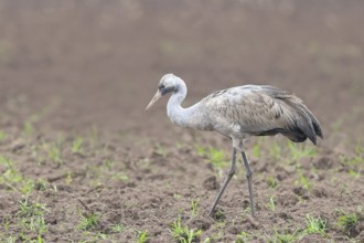 Common crane, Common crane (Grus grus) young bird standing on a field in spring, wildlife, birds,