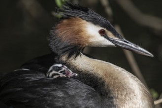 Great Crested Grebe (Podiceps Scalloped ribbonfish) with juvenile, Emsland, Lower Saxony, Germany,
