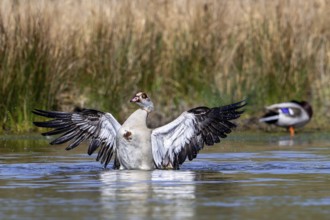 Egyptian goose (Alopochen aegyptiaca) male splashing water while flapping wings in pond in spring