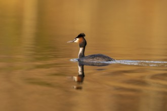 Great Crested Grebe (Podiceps Scalloped ribbonfish), Vulkaneifel, Rhineland-Palatinate, Germany,