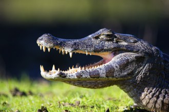 Spectacled caiman (Caiman crocodilius) Pantanal Brazil