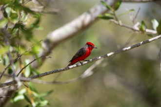 Vermilion flycatcher (Pyrocephalus rubinus) Pantanal Brazil