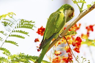 Monk parakeet (Myiopsitta monachus) Pantanal Brazil