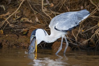 Cocoi Heron (Ardea cocoi) Pantanal Brazil