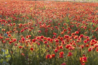Corn poppy (Papaver rhoeas) in bloom, Callenberg, Saxony, Germany, Europe