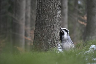 Badger in the snow, Wittlich, Rhineland-Palatinate, Germany, Europe