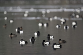 A group of Tufted Ducks (Aythya fuligula), swimming in their winter quarters on Lake Root, Canton