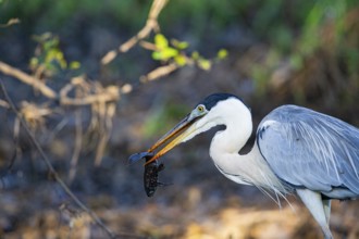 Cocoi Heron (Ardea cocoi) Pantanal Brazil