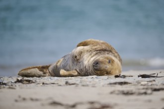 Grey seal (Halichoerus grypus) lying on the beach, Düne, Helgoland, Schleswig-Holstein, Germany,
