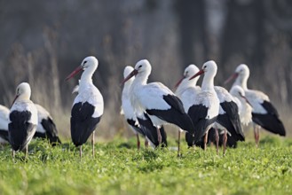 White storks (Ciconia ciconia), large flock standing in a meadow, Flachsee, Canton Aargau,