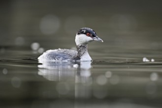 Slavonian grebe (Podiceps auritus), adult, in a white plumage, winter plumage, swimming in Lake