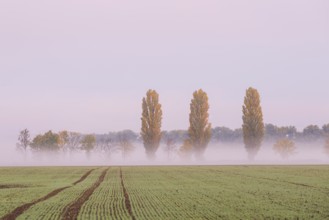 Poplars (Populus) at the edge of a field in autumn, morning fog in the Nassau, Weinböhla, Saxony,