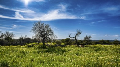 Landscape and nature in February, Majorca, Spain, Europe