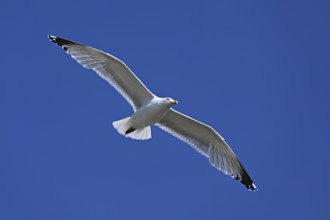 Herring Gull (Larus argentatus), in flight, Texel, West Frisian Islands, province of North Holland,