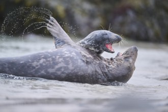 Grey seal (Halichoerus grypus) playing with each other in the water, sea, Düne, Helgoland,